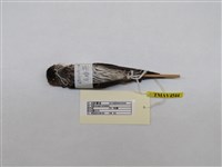 藏品(赤腰燕)的圖片